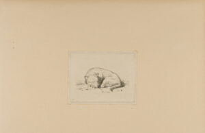 Dog Asleep on the Ground