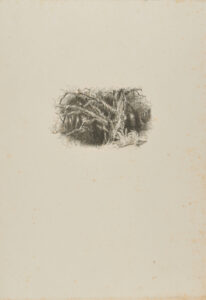 Forest, with Bare Trees