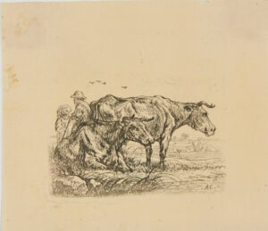 Two Cows, One Standing Behind Another Lying Down