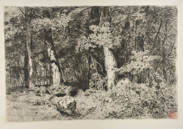 On the Edge of the Woods