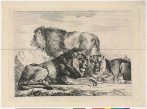 Two Lions and a Lioness