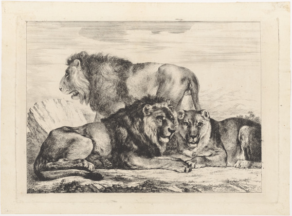 Two Lions and a Lioness - Image 2