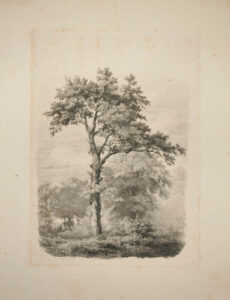 Landscape with Large Tree