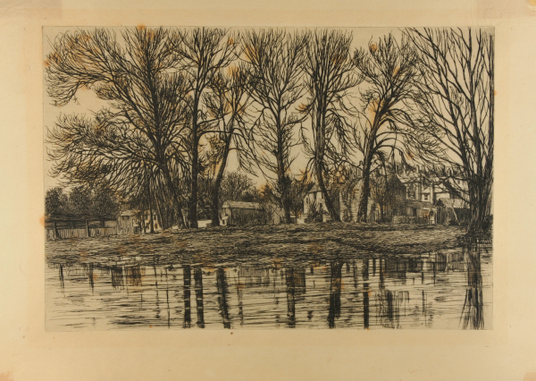 Old English Poplars in Winter