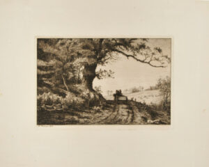 Old Oak Growing over the Road