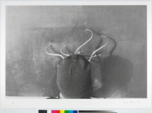 Pan’s Opticon Studies, No. 5