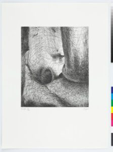 From the “Elephant Skull Album”