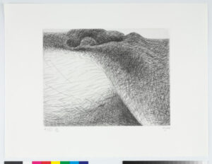 From the “Elephant Skull Album”