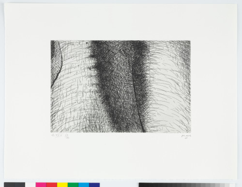 From the “Elephant Skull Album”