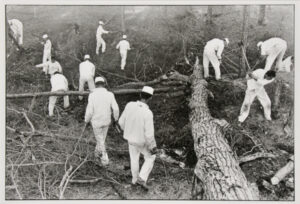 Clearing land, Ellis