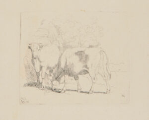 Two Cows