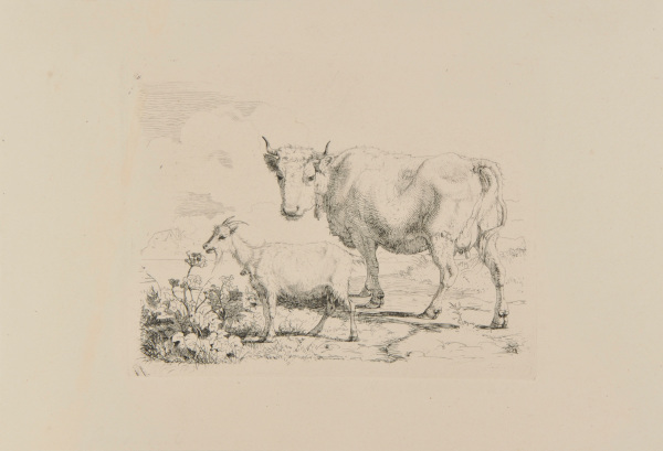 A Cow and a Goat