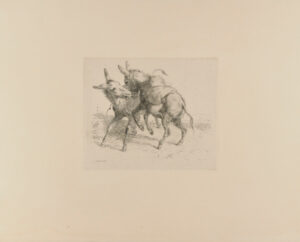 Two Donkeys Fighting
