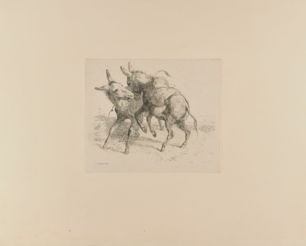 Two Donkeys Fighting