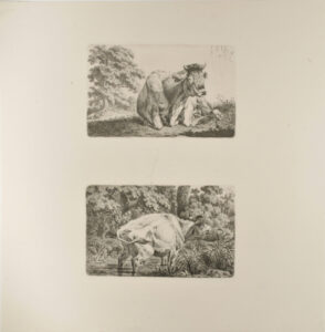 Resting Cow, Seen from the Front (top); Bellowing Cow Standing in the Water (bottom)