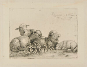 Group of Four Resting Sheep