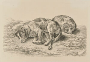 Two Sleeping Hunting Dogs