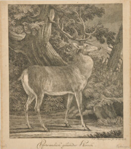 Stag Standing in Woods