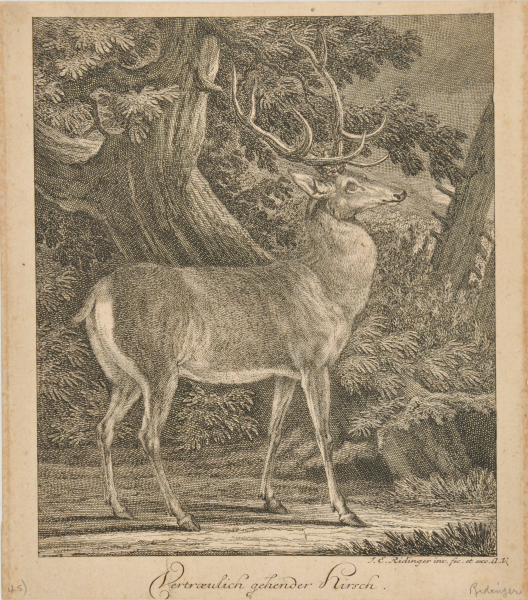 Stag Standing in Woods