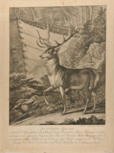 Stag Standing by a Deer Trap