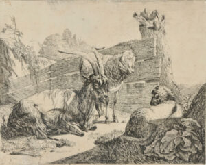 Lying Goat, Standing Sheep, Lying Sheep at Wooden Fence