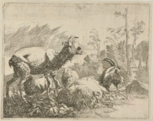 Shaven Sheep Standing at Left, Goat Lying at Center-Right