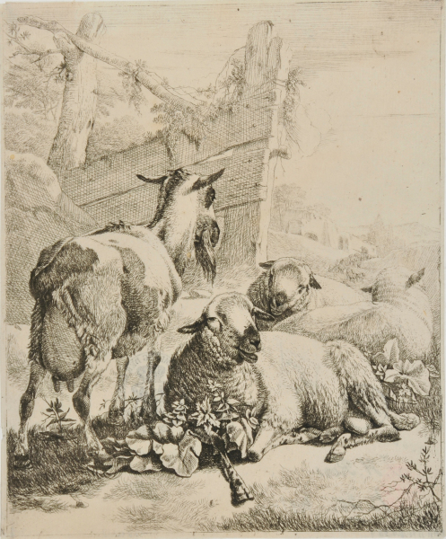From the series “Sheep and Goats” (vertical plates)
