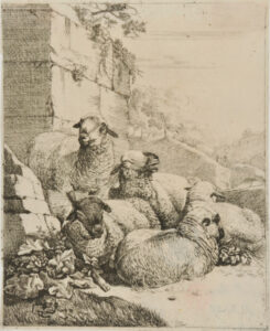 Four Resting and One Standing Sheep near Wall