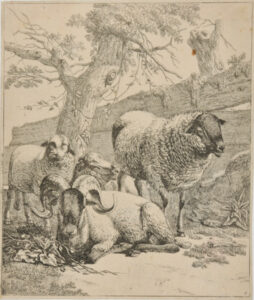 Lying Ram at Center, Flanked by Standing Sheep at Left and Right, in Front of Wooden Fence
