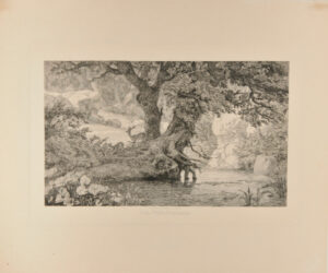 Pair of Deer in the Forest