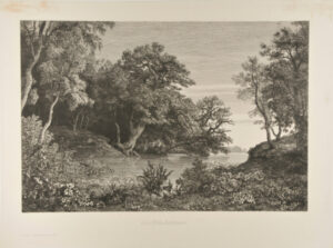 The Forest on the River