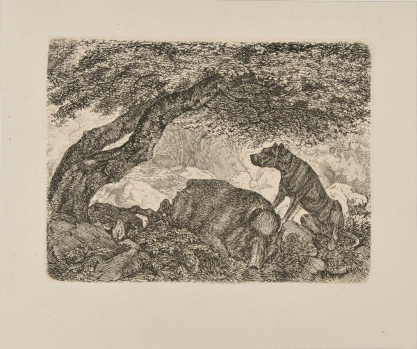 DOG WATCHING A DEAD BOAR IN A FOREST