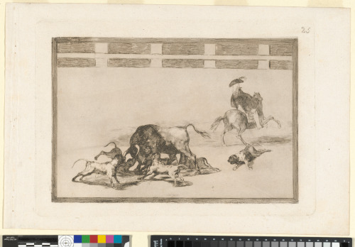 ECHAN PERROS AL TORO (THEY LOOSE DOGS ON THE BULL)