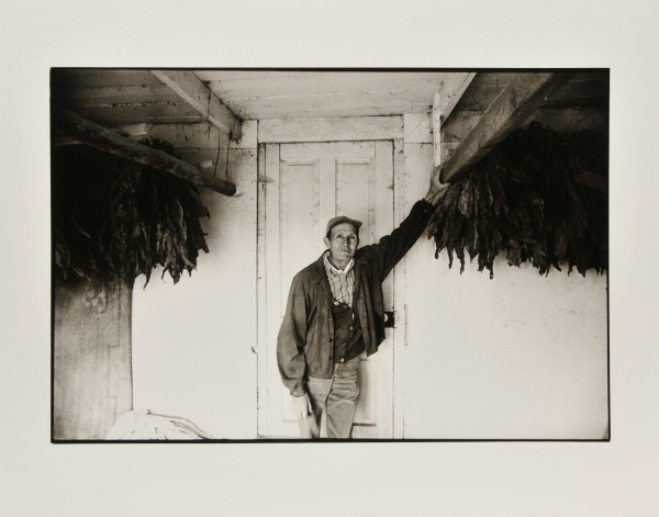 Farmer Abel on Tobacco Farm, St. Mary’s County. - Image 2