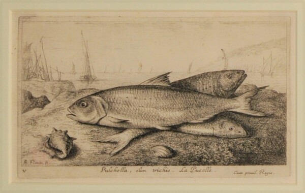 Pulchella, olim trichis. La Pucelle - Image 2