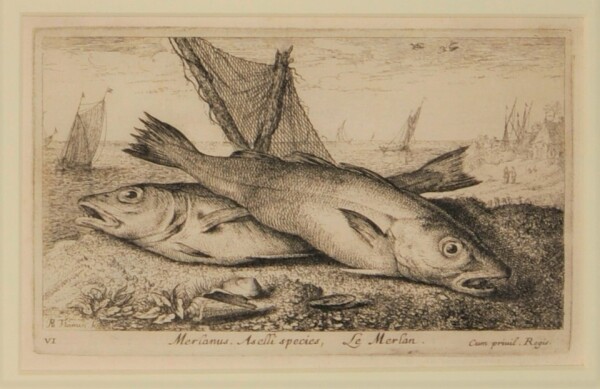 Merlanus. Aselli species, Le Merlan - Image 2