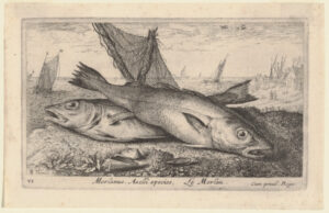 Merlanus. Aselli species, Le Merlan