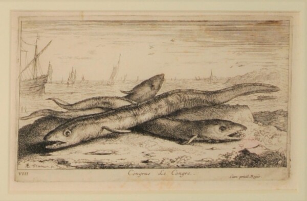 Congrus. Le Congre - Image 2