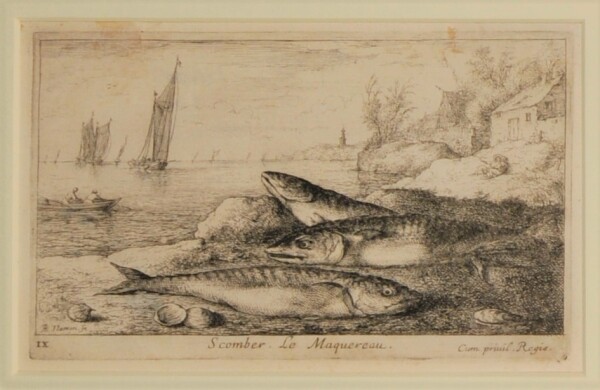 Scomber. Le Marquereau - Image 2