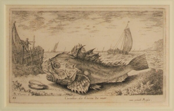 Cuculus. Le Coccu de mer - Image 2