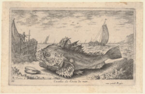 Cuculus. Le Coccu de mer