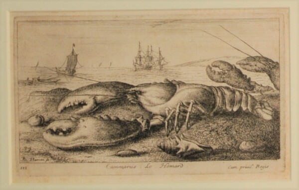 Cammarus. Le Homard - Image 2