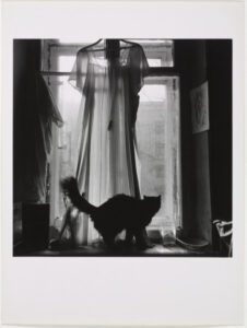 St. Petersburg (Cat in Window)