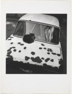 St. Petersburg (Cat on Car)