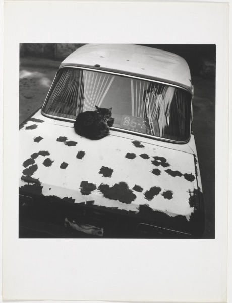 ST. PETERSBURG (CAT ON CAR)