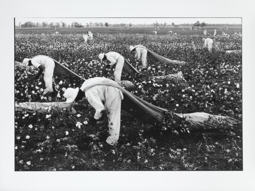 Cotton pickers, Ferguson - Image 3