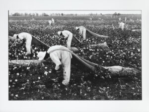 Cotton pickers, Ferguson