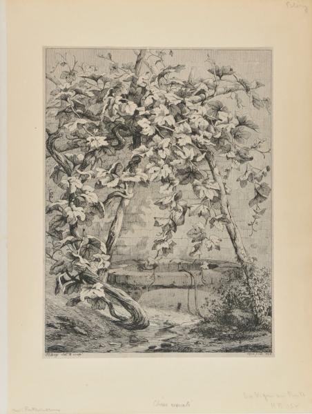 The Vine and the Well - Image 2