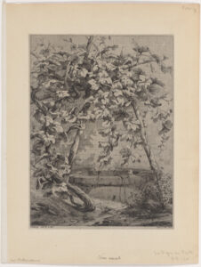 The Vine and the Well