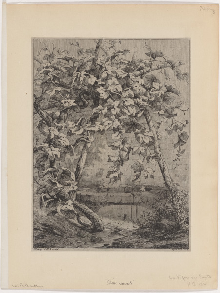 THE VINE AND THE WELL